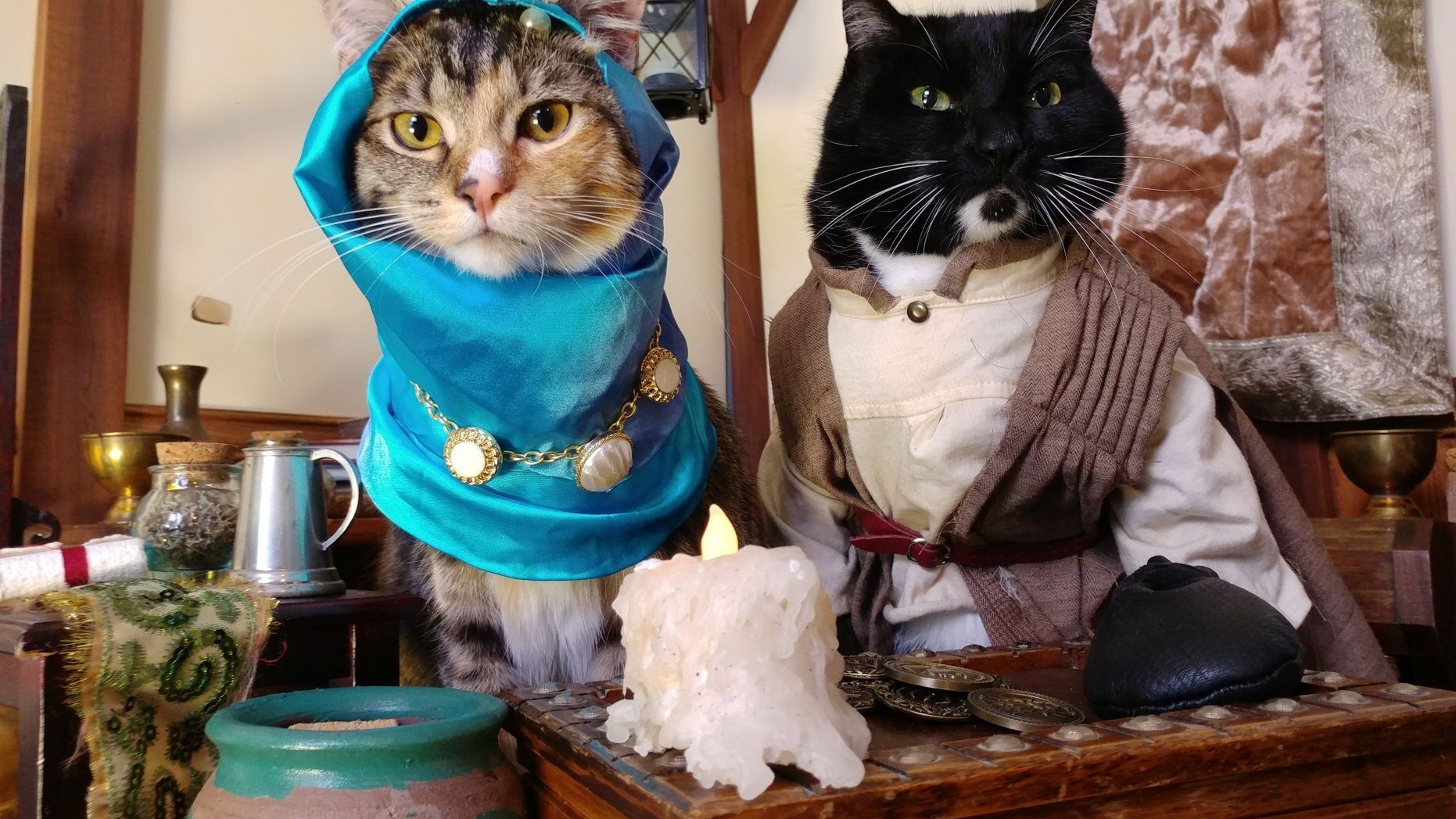 cosplay cats 10-31-20.jpg